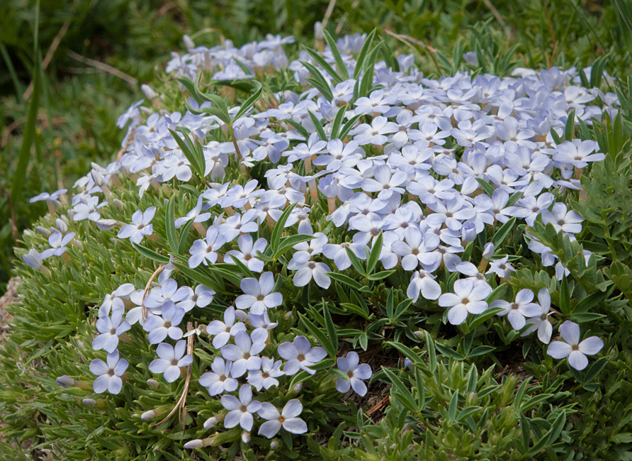 Alpine Phlox 1.jpg